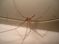 Pholcus phalangioides