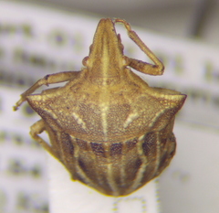 Ancyrosoma leucogrammes