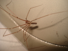 Pholcus phalangioides