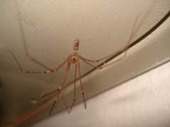 Pholcus phalangioides
