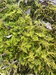 Callicladium imponens