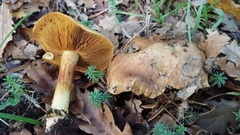 Cortinarius olivascentium