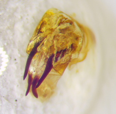 Eurygaster integriceps