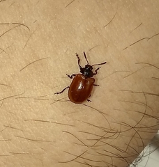 Plagiodera erythroptera
