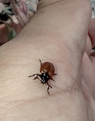 Plagiodera erythroptera