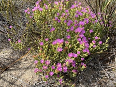 Ruschia virgata
