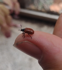 Plagiodera erythroptera
