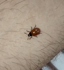 Plagiodera erythroptera