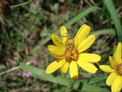 Misumenops