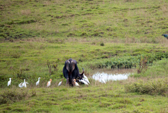 Bubulcus ibis coromandus