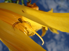 Misumenops