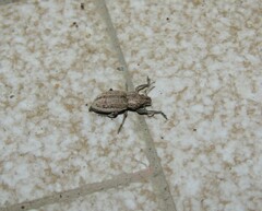 Naupactus tucumanensis