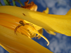 Misumenops