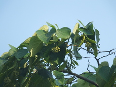 Tilia mandshurica