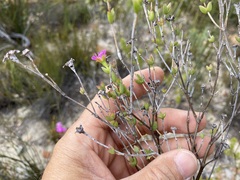 Ruschia virgata