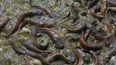 Clarias