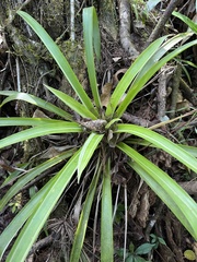 Guzmania monostachia