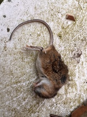 Apodemus sylvaticus
