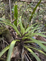Guzmania monostachia