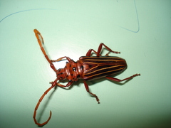 Chydarteres striatus