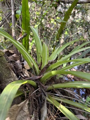 Guzmania monostachia