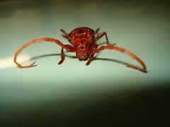 Chydarteres striatus