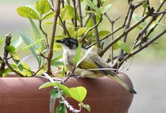 Pycnonotus sinensis hainanus