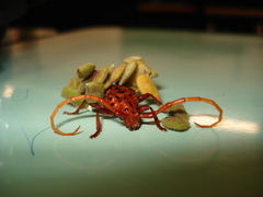 Chydarteres striatus