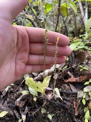 Malaxis spicata