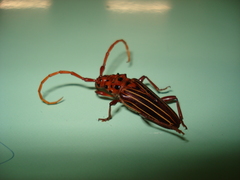 Chydarteres striatus