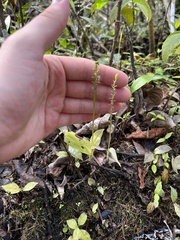 Malaxis spicata