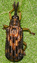 Sumitrosis inaequalis