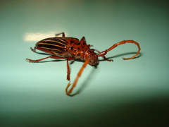 Chydarteres striatus