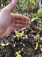 Malaxis spicata