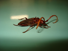 Chydarteres striatus