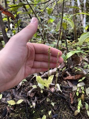 Malaxis spicata