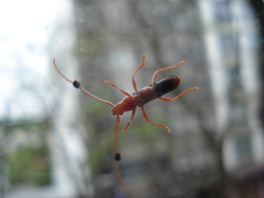 Compsocerus violaceus