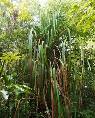 Pandanus furcatus