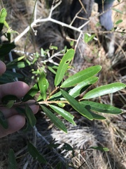 Ilex myrtifolia