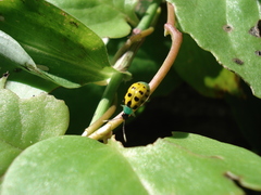 Diabrotica limitata