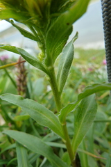 Solidago multiradiata
