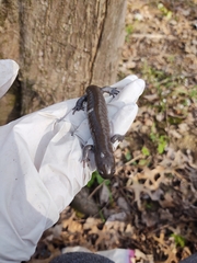 Ambystoma barbouri