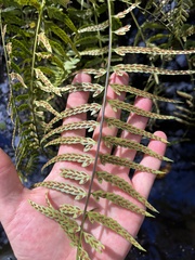 Asplenium auritum