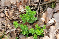 Galium sylvaticum