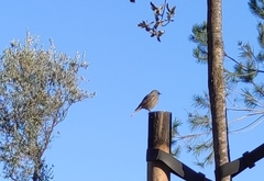 Phoenicurus ochruros