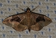 Lamprosema sinaloanensis