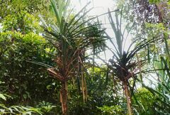 Pandanus furcatus