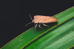 Tessaratomidae