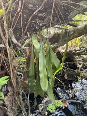 Campyloneurum costatum