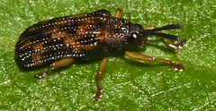Sumitrosis inaequalis